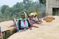 Ethiopian Yirgacheffe Coffee Beans | Fresh Medium Roast | 3 LB Whole Bean