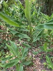 Shampoo Ginger Rhizomes x6 (Free x2 SUPRISE SLIPS p/ single order) Multiplies!