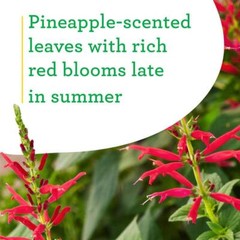 2-Pack 19 Oz. Pineapple Sage Herb Plants for Cooking and Aromatherapy