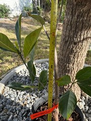1 YEAR OLD GRAFTED BLACK GOLD JACKFRUIT TREE (A. HETEROPHYLLUS)