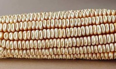 100 Truckers Favorite WHITE SWEET CORN Zea Mays Vegetable Seeds