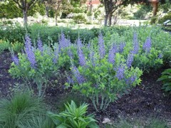 BAPTISIA AUSTRALIS~LIVE BLUE INDIGO PLANT GROWS 3-4 FEET TALL 100’S OF FLOWERS!!