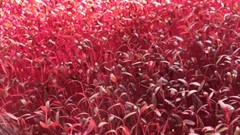 Red Garnet Amaranth Seeds, Kiwicha, NON-GMO, Variety Sizes, FREE SHIPPING