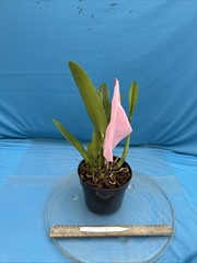 Cattleya quadricolor Orchid Eros X Orlata Pink White Yellow Species 7” PT SHEATH