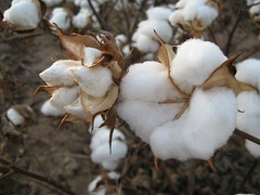 100 WHITE COTTON Gossypium Seeds Non-GMO USA Seller Shipper Best Price