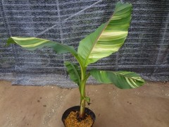 Musa basjoo variegated [Must read description] B