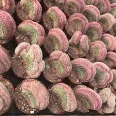 6-8CM Cactus Plant Echinocereus Rigidissimus Rubispinus Cristata Cactaceae Plant