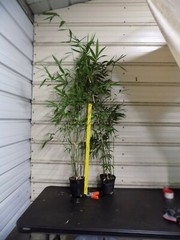 Bambusa “Lady Finger” Clumping Bamboo Plant – Large 1 Gallon Size 3+ Feet Tall