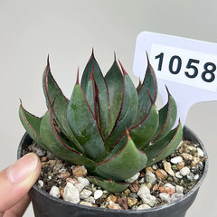 1Pieces 8cm Seedgrowth RareCactis Plant Agave Praying Hands Beautiful Outdoors