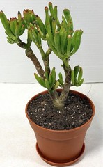 Gollum Jade Crassula Green/Red Broadleaf 5” Potted, Indoor Outdoor Full Sun in