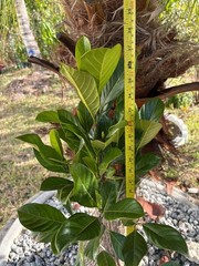 1 YEAR OLD GRAFTED BLACK GOLD JACKFRUIT TREE (A. HETEROPHYLLUS)