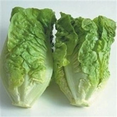 500+ Little Gem Butterhead Lettuce Seeds ————– Heirloom — Organic