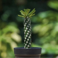 8CM Succulent Cactus Plant Euphorbia Royleana Spineless Euphorbiaceae Beautiful