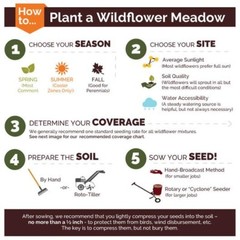 Wildflower Mix FLORIDA Mix Perennials Annuals 25 Flower Types Non-GMO 1000 Seeds