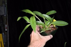 Orchid Hybrid Dendrobium Newbold Bride 3.25” Pot