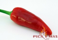SERRANO ROJO 30 SEEDS 100% GUARANTEED SPICY CHILLI CHILLI PEPPER