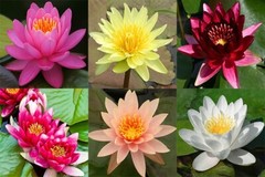 RED Live Hardy Water Lily Tubers Aquatic Pond Plants Lilies