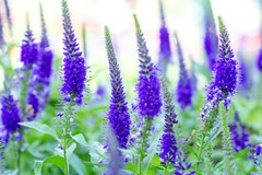 blue veronica Longfolia 160 SEEDS, speedwell, USA SELLER, flowers
