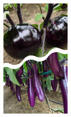 Atlas Vegetable Seeds Survival Garden Kit – Over 50,000 Seeds, 29 Varieties