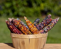 100 Ornamental INDIAN CORN WAMPUM Mixed Colors Zea Mays Vegetable Seeds