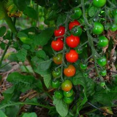 Sweetie Cherry Tomato Seeds, Super Sweet Cherry Tomato, NON-GMO, FREE SHIPPING