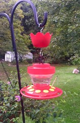 Ant Moat for Hummingbird Feeders, Hummingbird Feeder Ant Guard (1 pack)