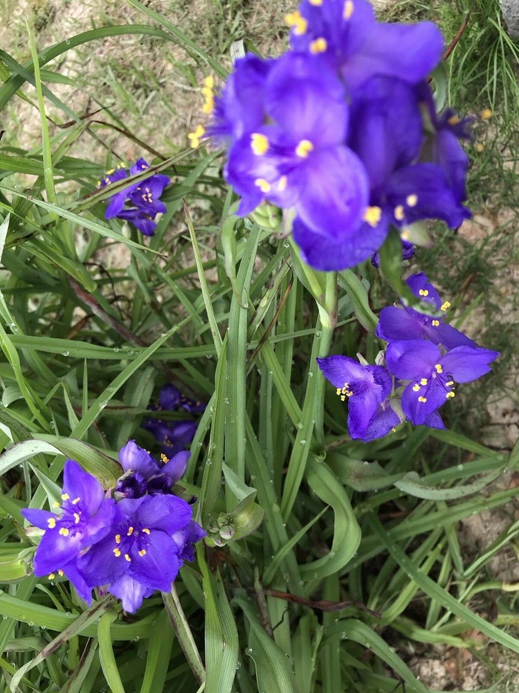 25 Spiderwort Tradescantia Plant Rhizomes Bulbs Perennial Purple Flowers