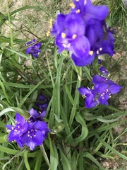 25 Spiderwort Tradescantia Plant Rhizomes Bulbs Perennial Purple Flowers