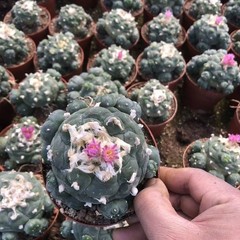 Succulent Cactus Plant Home Garden Decoration Beautiful Cactus Plants 6-8cm