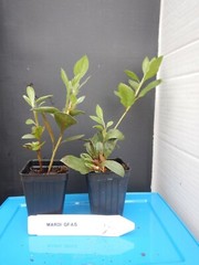 ~~MARDI GRAS~~Azalea Rhododendron Deciduous Starter Plant~~RED & WHITE BI-COLOR~