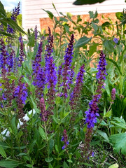 100 Seeds May Night Purple Salvia Meadow Sage Ornamental Perennial +gift