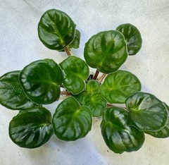 African Violet Plant Humako Inches Starter