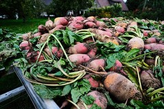 75 Giant Red BEET Mangelwurzel Mangel Mangold Wurzel Mammoth Long Beta Seeds