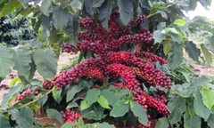 100% HAWAIIAN KONA PEA-BERRY DARK ROASTED 2 / 15 POUNDS 1 POUND BAG