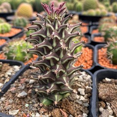 8CM Succulent Cactus Plant Euphorbia Guentheri Euphorbiaceae Home Garden Plant