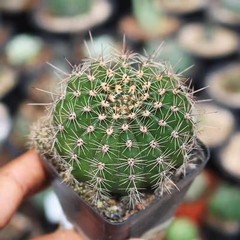 Gymnocalycium baldianum Dwarf Chin Cactus Live Succulent Plant Blooming Cactus