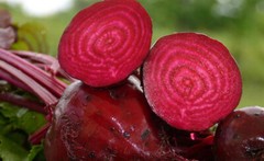 1200+ DETROIT DARK RED BEET SEEDS NON-GMO FRESH GARDEN HARVEST