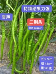 30+ Sichuan ErJingTiao Hot Pepper Seeds 30多粒四川二荆条线椒种子 2023年产新种子