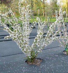 1 Red bush cherry, rooted starter plant. Zones 3-8. JOY JOEL or JAN