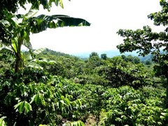 Coffee Beans : Guatemalan Antigua Peaberry Medium Roasted 2 Bags 1 Pound Each.