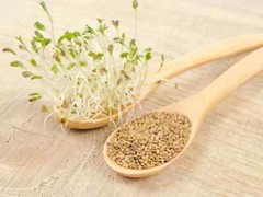 ALFALFA 150 SEEDS SPRING GARDEN MICROGREENS COVER CROP GREENS JUICING HEIRLOOM