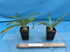 Sarcochilus Yellow Hart Yellow White Orchid Hybrid NEW DIVISIONS 2” Pot (CJ4)