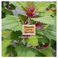 Lambs Quarter Seeds | Super Food | Magenta Spreen | AKA Goosefoot | Will Re-seed