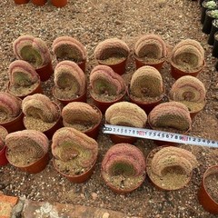6-8CM Cactus Plant Echinocereus Rigidissimus Rubispinus Cristata Cactaceae Plant