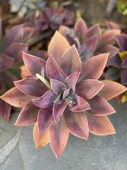 Rare Succulent Pink Graptoveria Dusty Easy Care Rooted Live Plant 3-Inch