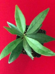 Eugenia Luschnathiana PITOMBA Potted PLANT Fruit Starter Pot Tree 4-6″