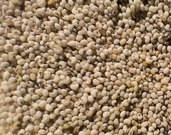 3,000 – 1 Gram Peshawar White Poppy Seeds – P. Somniferum – Giant & Solid White