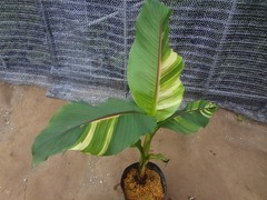 Musa basjoo variegated [Must read description] B