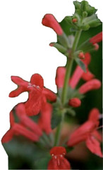 50 Pcs Organic NON-GMO Pineapple Sage Red Salvia Elegans Herb Flower Seeds
