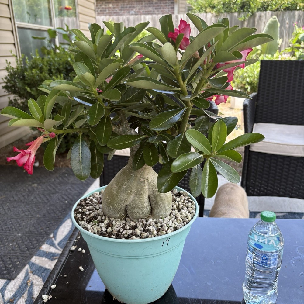 Adenium Obesum Desert Rose Seed Grown Short Stocky Pink Healthy